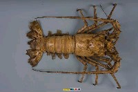 藏品(五色龍蝦)的圖片